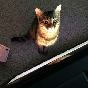 Meet your Posher, Jackson